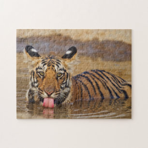 Konings tijgerwelp, water drinkend legpuzzel