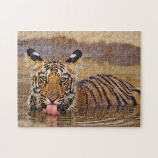 Konings tijgerwelp, water drinkend legpuzzel (Horizontaal)