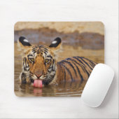 Konings tijgerwelp, water drinkend muismat (Met muis)