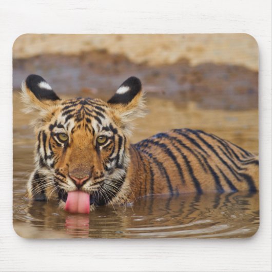 Konings tijgerwelp, water drinkend muismat (Voorkant)