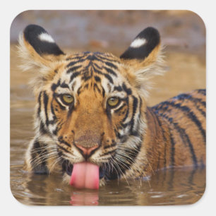 Konings tijgerwelp, water drinkend vierkante sticker