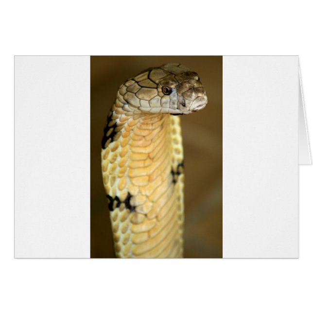 koningscobra (Voorkant Horizontaal)