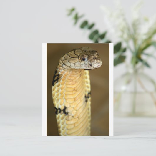 koningscobra briefkaart (Staand voorkant)