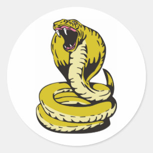 koningscobra slang boos op aanval ronde sticker