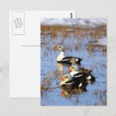 Koningseenden Briefkaart (Voorkant / Achterkant)