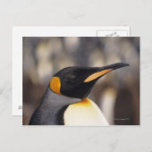 Koningspinguïn (Aptenodytes patagonicus) Briefkaart (Voorkant / Achterkant)