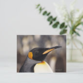 Koningspinguïn (Aptenodytes patagonicus) Briefkaart (Staand voorkant)