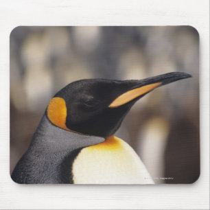 Koningspinguïn (Aptenodytes patagonicus) Muismat