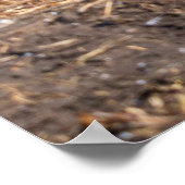 Koningspinguïnpaar tegen winterse achtergrond poster (Hoek)