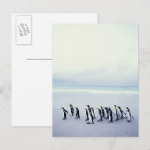 Koningspinguïns (Aptenodytes patagonicus) Briefkaart (Voorkant / Achterkant)