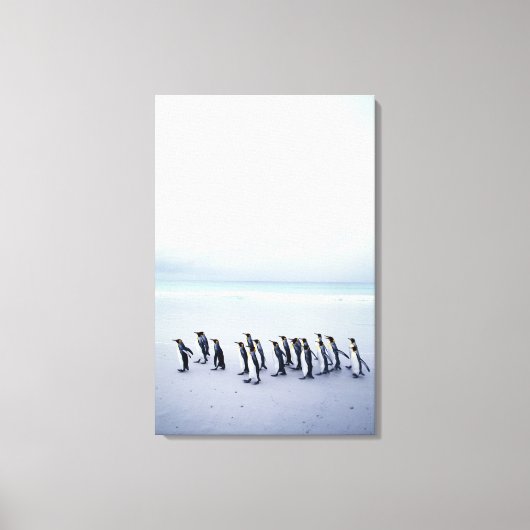 Koningspinguïns (Aptenodytes patagonicus) Canvas Afdruk (Voorkant)