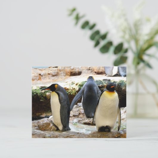 Koningspinguïnvogel Briefkaart (Staand voorkant)