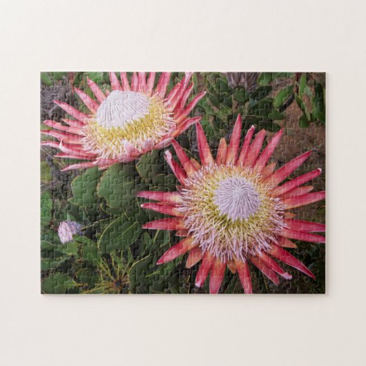 Koningsprotea (Protea Cynaroides), Helderberg Legpuzzel (Horizontaal)