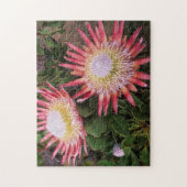 Koningsprotea (Protea Cynaroides), Helderberg Legpuzzel (Verticaal)