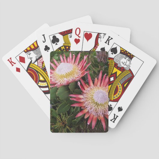 Koningsprotea (Protea Cynaroides), Helderberg Pokerkaarten (Achterkant)