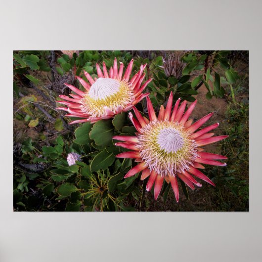 Koningsprotea (Protea Cynaroides), Helderberg Poster (Voorkant)