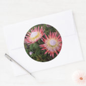 Koningsprotea (Protea Cynaroides), Helderberg Ronde Sticker (Envelop)