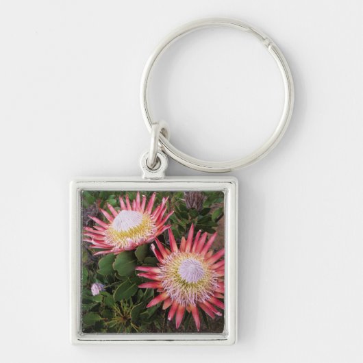 Koningsprotea (Protea Cynaroides), Helderberg Sleutelhanger (Voorkant)