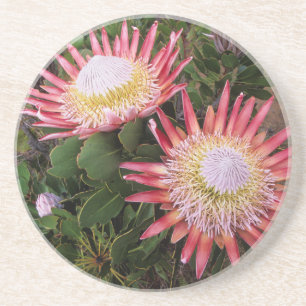 Koningsprotea (Protea Cynaroides), Helderberg Zandsteen Onderzetter