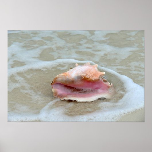 Koningsschelp in de branding, Bahama's Poster (Voorkant)