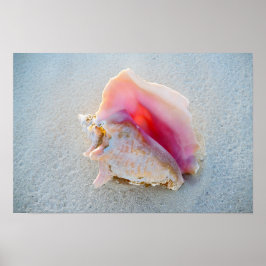 Koningsschelp op strand van de Bahama's Poster