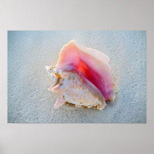 Koningsschelp op strand van de Bahama's Poster