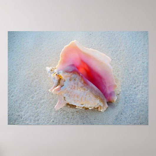 Koningsschelp op strand van de Bahama's Poster (Voorkant)