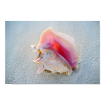 Koningsschelp op strand van de Bahama's