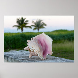 Koningsschelp tegen een muur, De Bahama's Poster