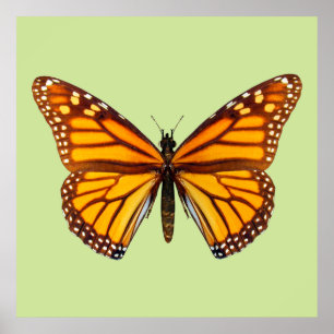 Koningsvlinder Natuurlijke Muurkunst Poster
