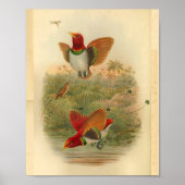 Koningsvogels van Paradise Red  Print (Voorkant)