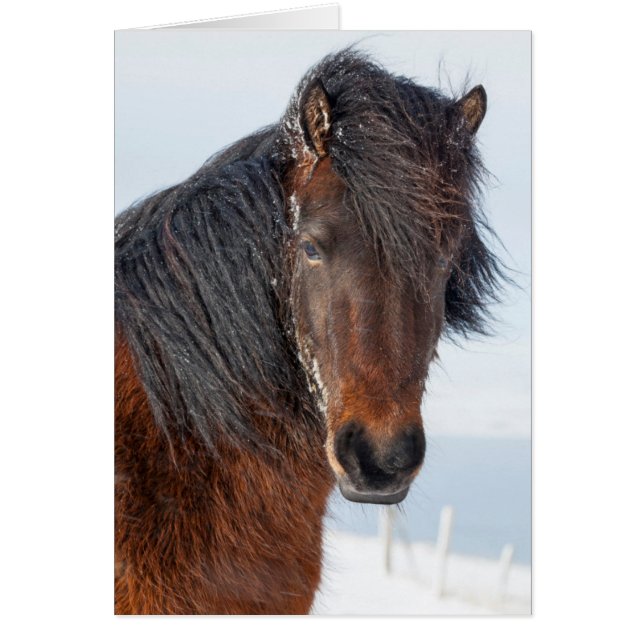 Koninklijk IJslands paard headshot (Voorkant)