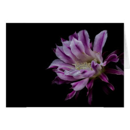 Koninklijk Paars en Wit bloem