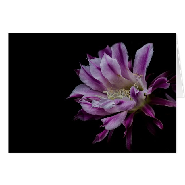 Koninklijk Paars en Wit bloem (Voorkant Horizontaal)