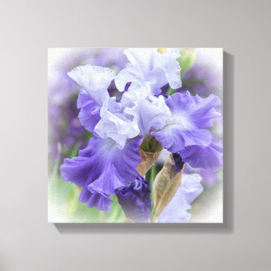 Koninklijke Baardiris - Paars & Wit Canvas Afdruk (Voorkant)