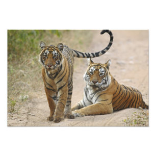 Koninklijke Bengaalse Tijger en jong, Ranthambhor Foto Afdruk