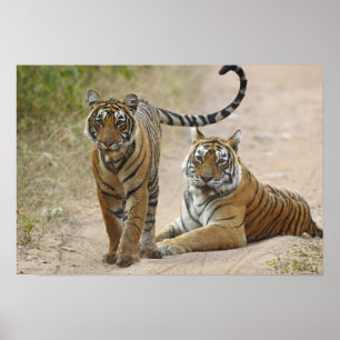 Koninklijke Bengaalse tijger en jong, Ranthambhor Poster