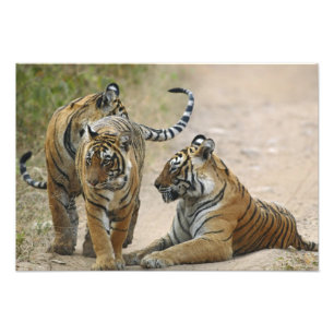 Koninklijke Bengaalse Tijger en jongen, Ranthambho Foto Afdruk
