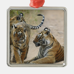 Koninklijke Bengaalse Tijger en jongen, Ranthambho Metalen Ornament