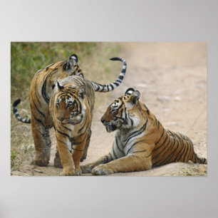Koninklijke Bengaalse Tijger en jongen, Ranthambho Poster