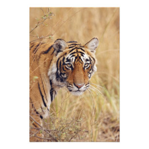 Koninklijke Bengaalse Tijger Foto Afdruk