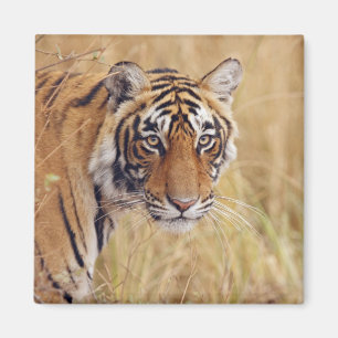 Koninklijke Bengaalse Tijger Magneet