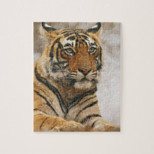 Koninklijke Bengaalse tijger op de rots, Ranthambh Legpuzzel