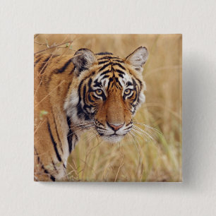 Koninklijke Bengaalse Tijger Vierkante Button 5,1 Cm