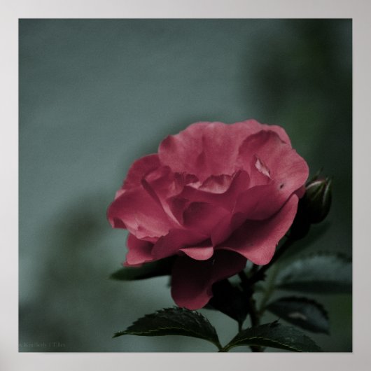 Koninklijke Blush Print (Voorkant)
