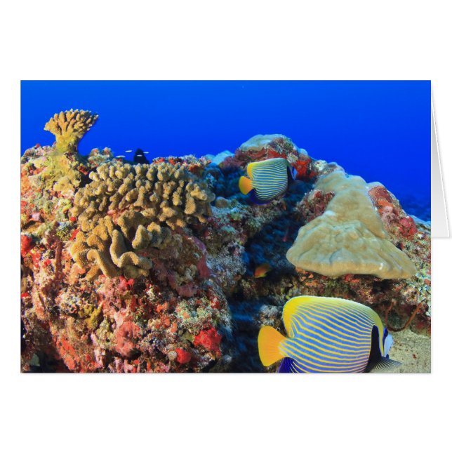Koninklijke engelvis Pygoplites diacanthus), (Voorkant Horizontaal)