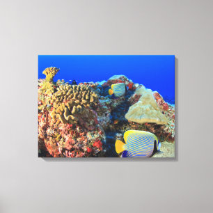 Koninklijke engelvis Pygoplites diacanthus), Canvas Afdruk