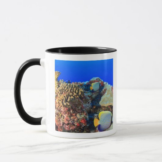 Koninklijke engelvis Pygoplites diacanthus), Mok (Links)