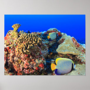 Koninklijke engelvis Pygoplites diacanthus), Poster