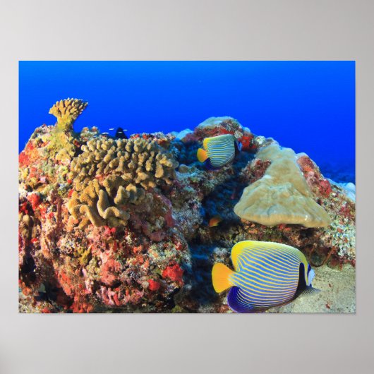 Koninklijke engelvis Pygoplites diacanthus), Poster (Voorkant)